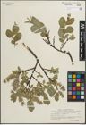 Foto von Salix glauca L. x Salix myrsinites L.